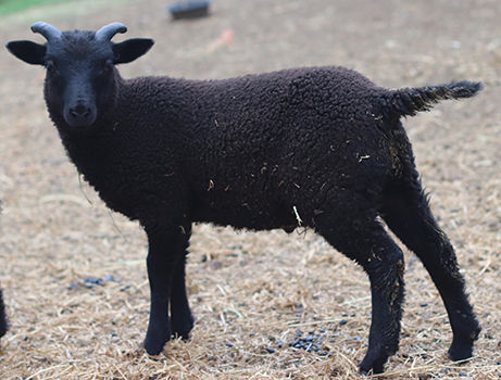 lamb26